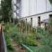 Des potagers en plein coeur de Paris
