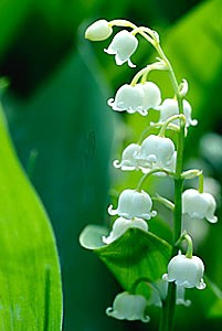 medium_muguet_20brin.jpg