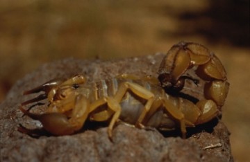 medium_scorpion.jpg